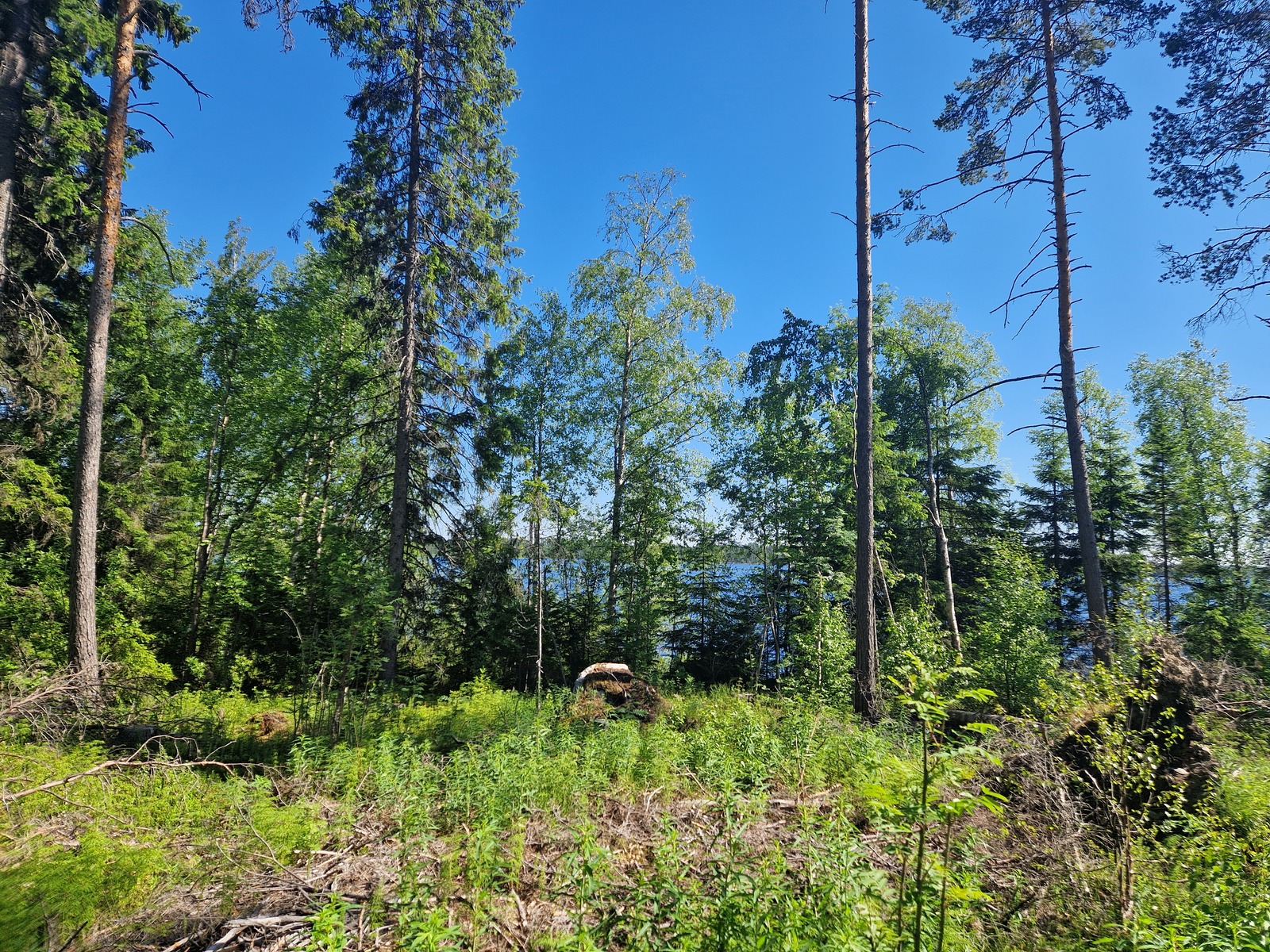 Rannan lähialueella kasvavaa puusto, koivuja ja mäntyjä.