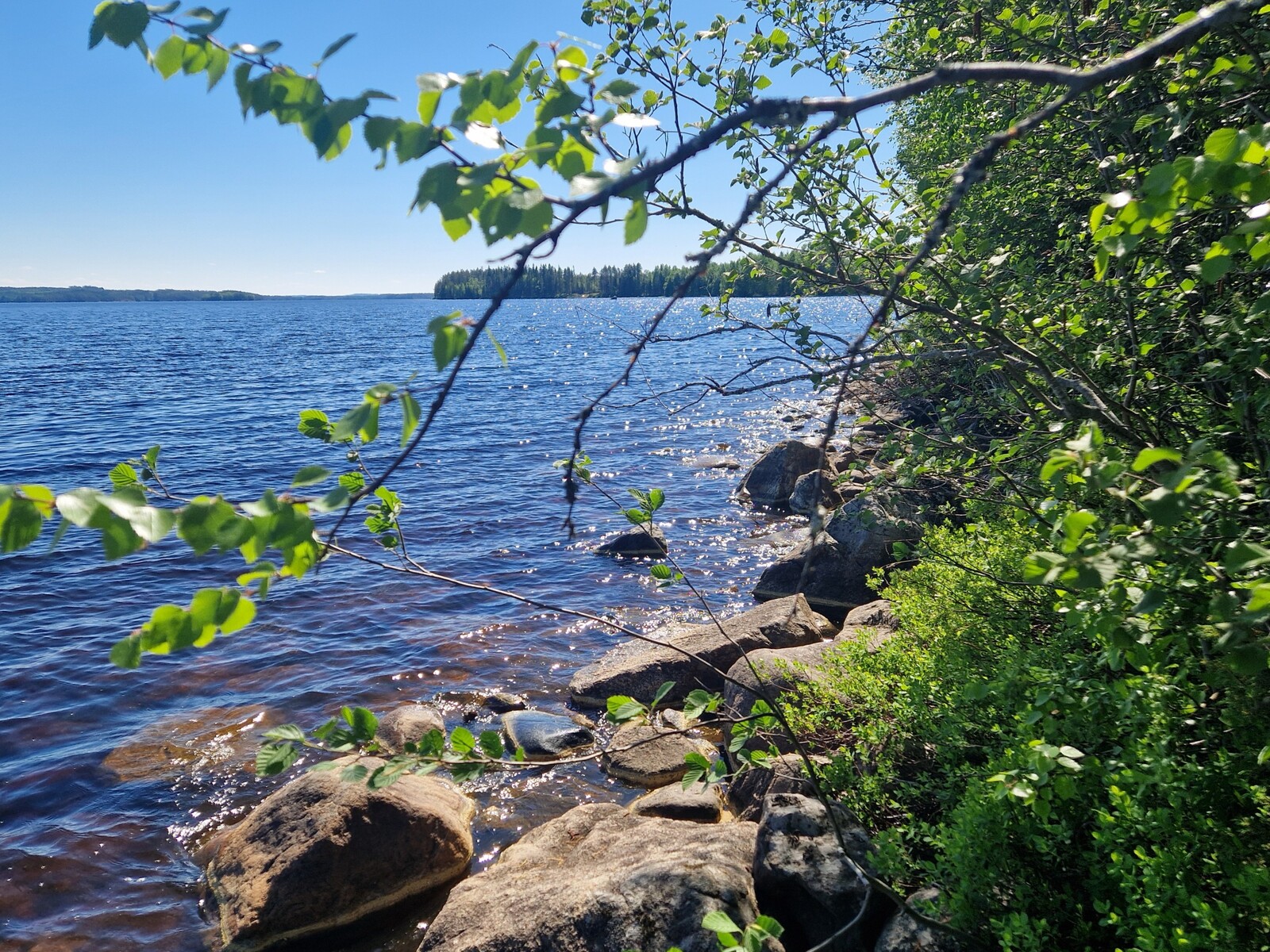 Rantakoivu ja -kivet.