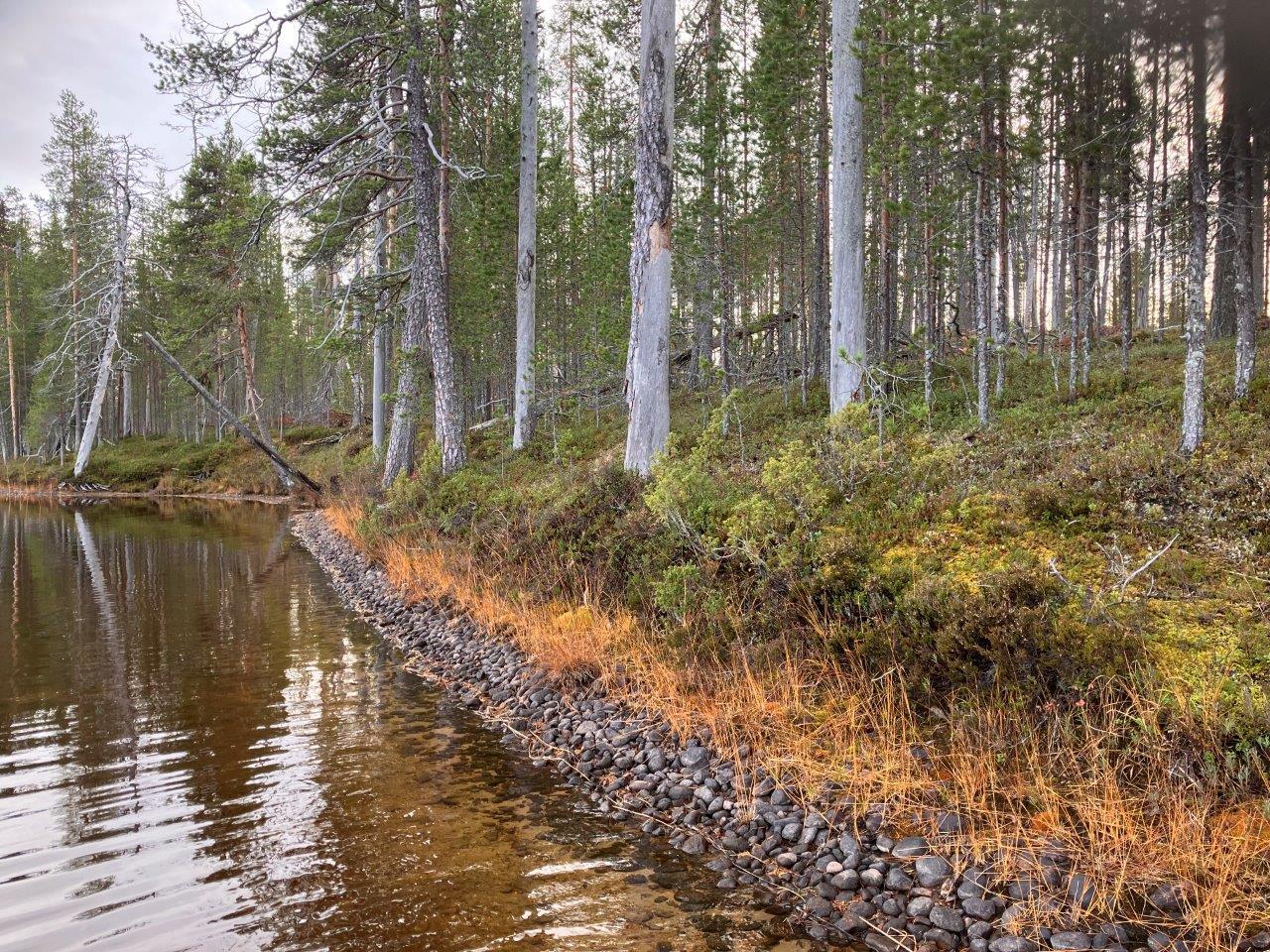 Järvenrantaa ja mäntymetsää