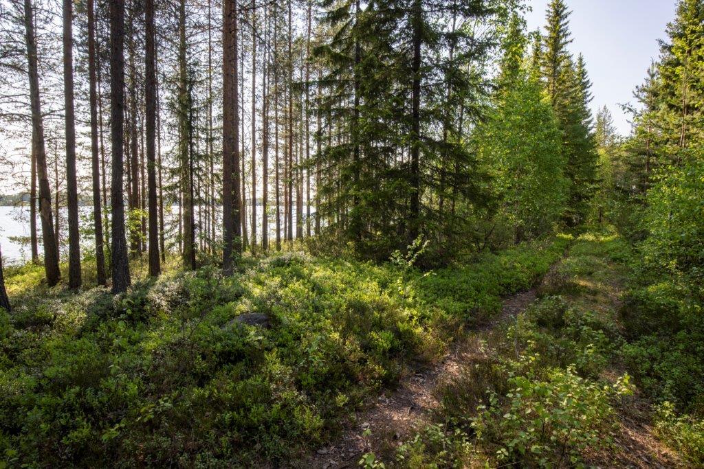 Lähellä ranta-aluetta kulkee vanha tonttitie, joka ei ole enää käytössä.