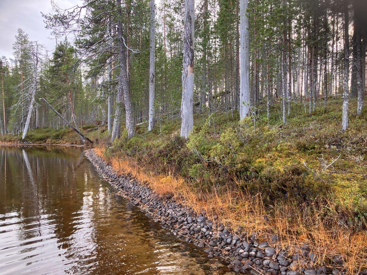 Järvenrantaa ja mäntymetsää