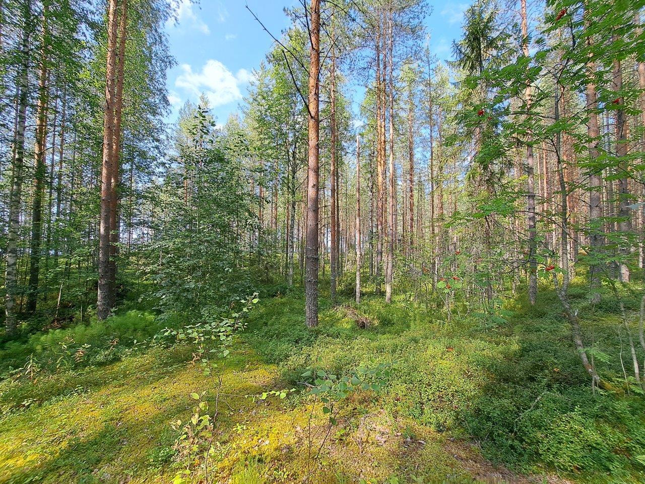 Auringossa kylpevää mäntymetsää ja lehtipuun taimia.