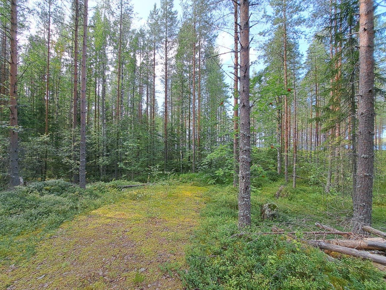 Mäntyvaltaista metsää.