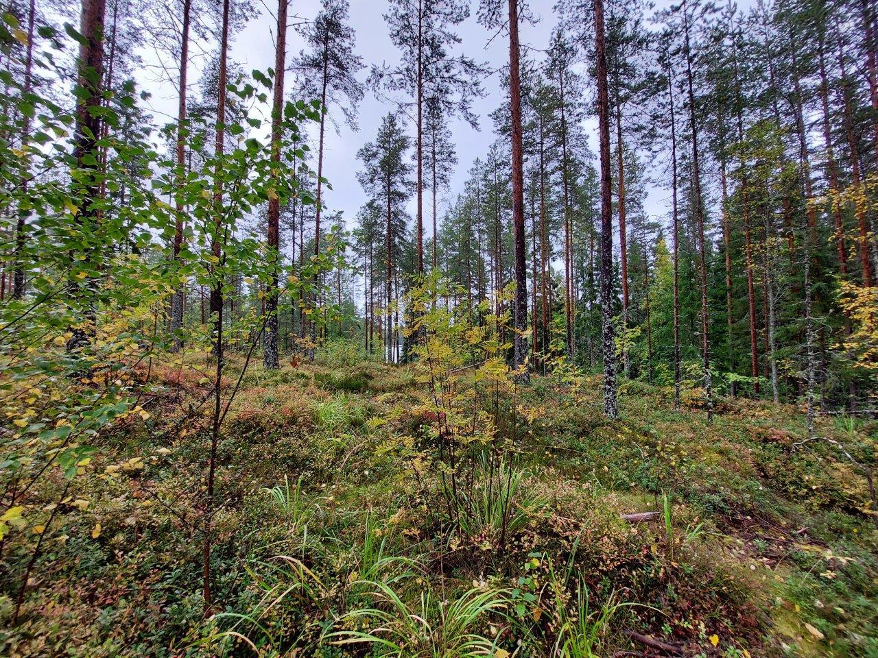 Harvennettua sekametsää, etualalla koivun taimia.