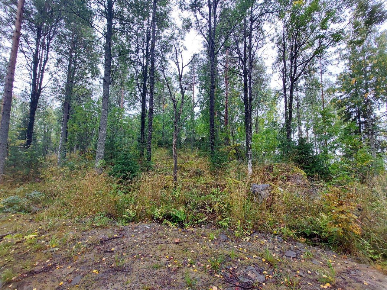 Syksyistä sekametsää.