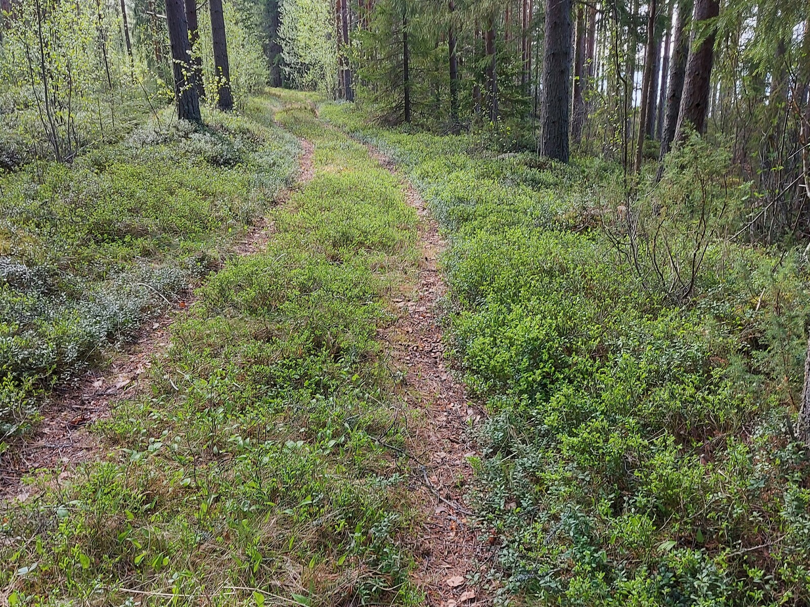 Rannan läheisyydessä kulkee vanha tie, joka ei ole käyössä.