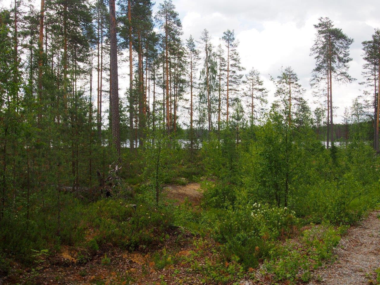 Osittain aukoksi hakattua metsää, puun taimia ja isompia mäntyjä.