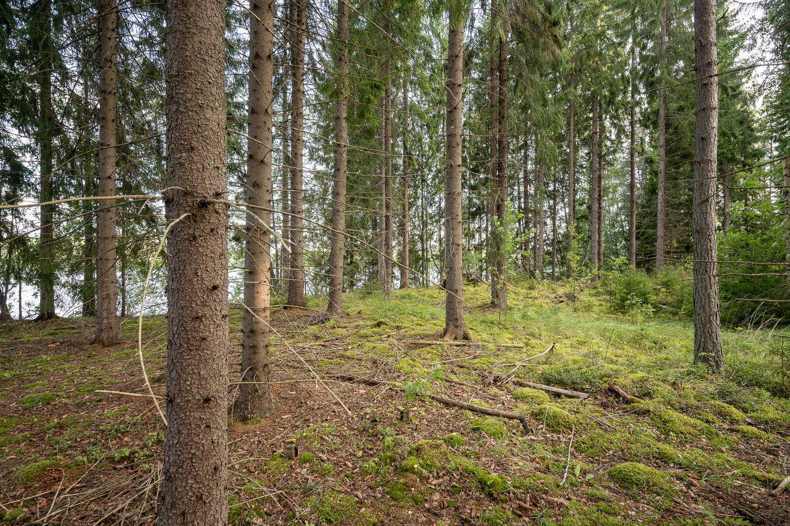 Rannassa varttunutta kuusikkoa. Maan peittä sammalet. Puiden takana pilkistää järvi.