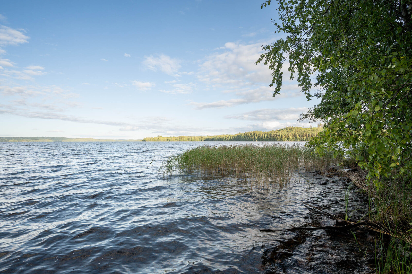 Näkymä ulapalle tontin rannasta, oikealla rannan vesikasvillisuutta sekä lehtipuita rannalla.