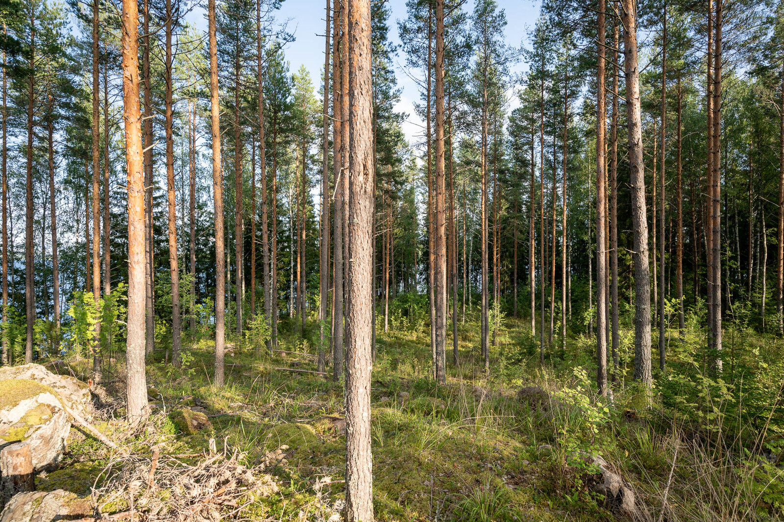 Auringossa kylpevää hyvin harvennettua mäntymetsää. Maassa on sammalta ja heinikkoa.
