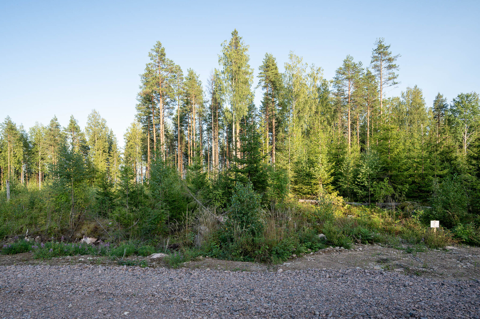 Nuorta kuusitaimikkoa tontin takaosassa. Taustalla näkyy rannan varttuneita mäntyjä.