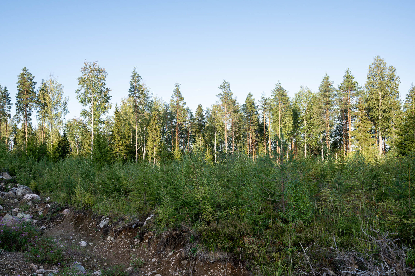 Nuorta kuusitaimikkoa tontin takaosassa. Taustalla näkyy rannan varttuneita mäntyjä.