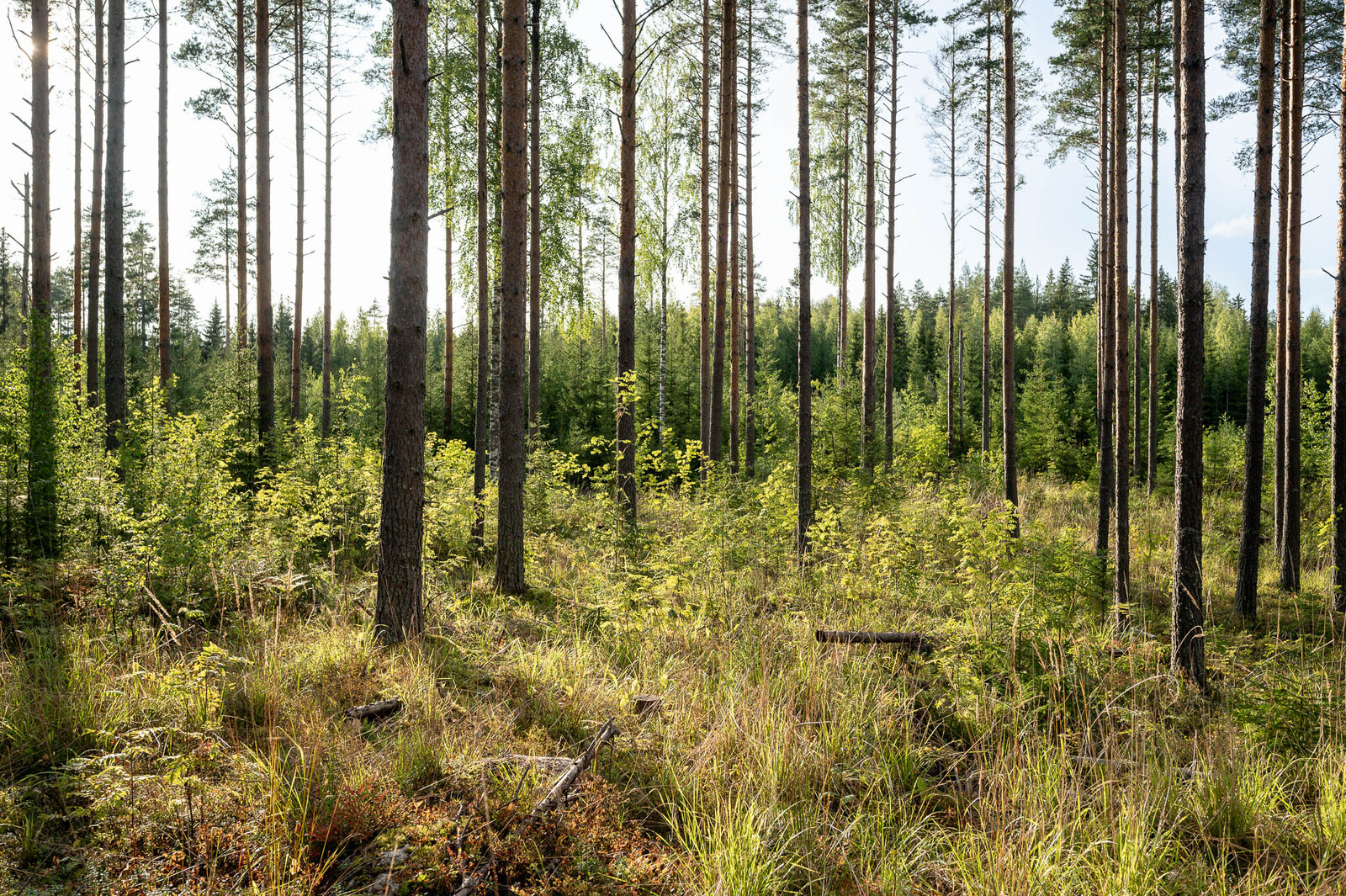 Auringossa kylpevää hyvin harvennettua mäntymetsää. Maassa on heinikkoa ja lehtipuun taimia.