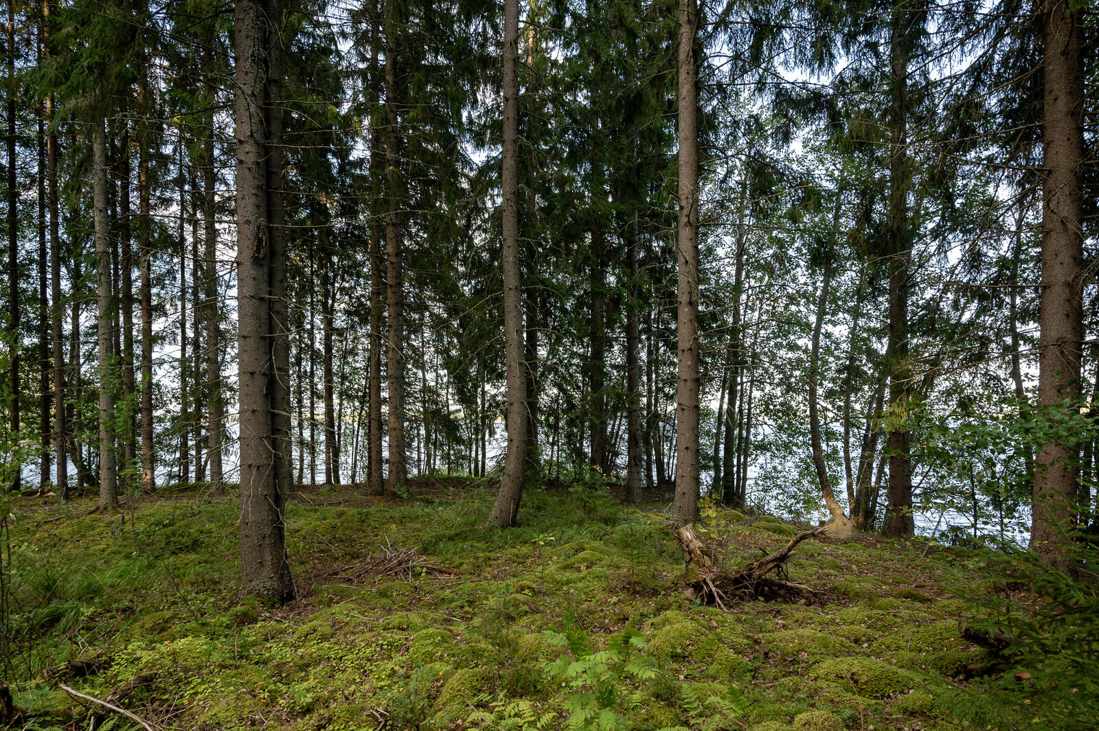 Rannassa varttunutta kuusikkoa. Maan peittä sammalet. Puiden takana pilkistää järvi.