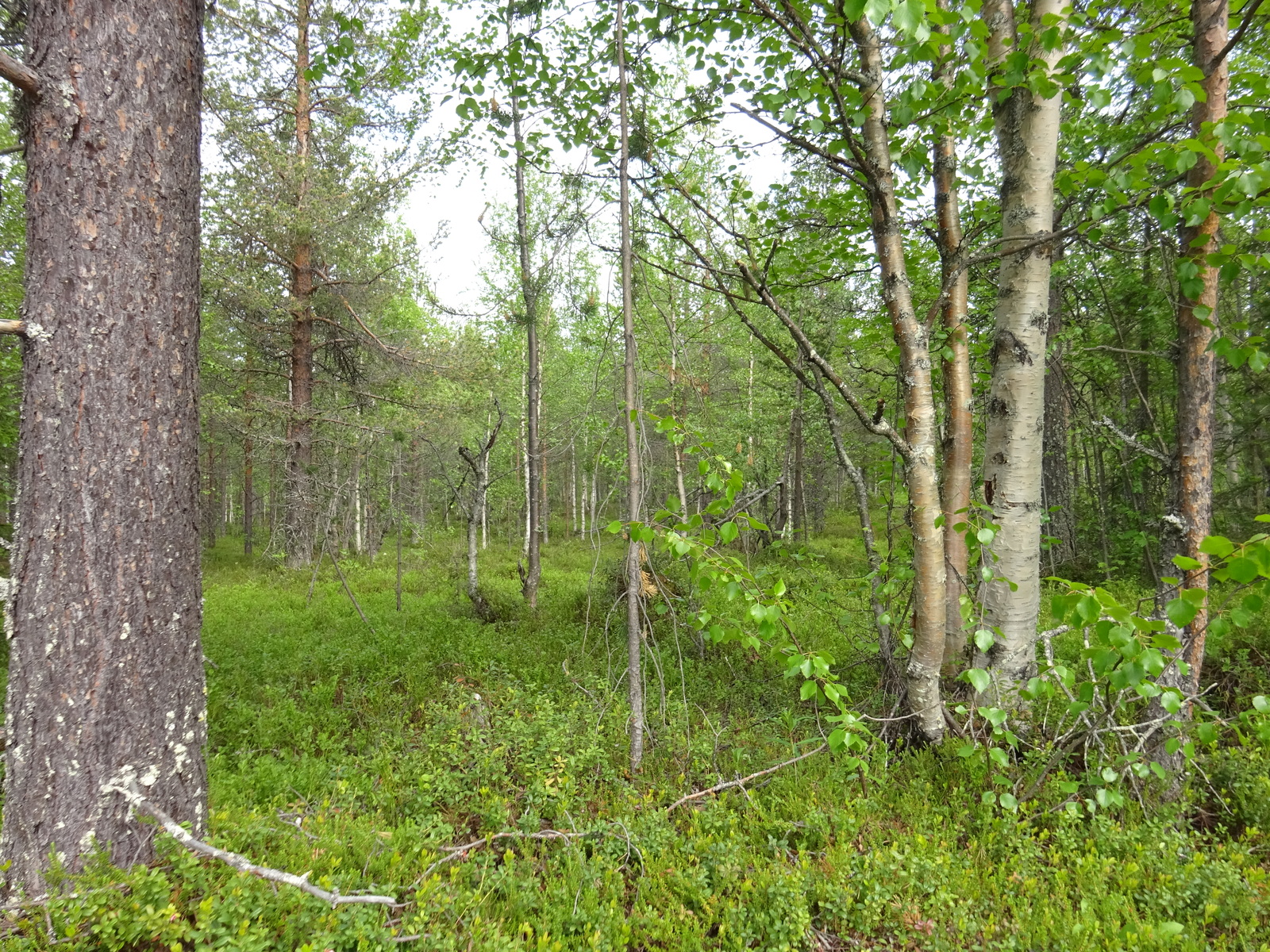 Kesäisessä sekametsässä kasvaa koivuja ja mäntyjä. Aluskasvillisuutena on mustikanvarpuja.