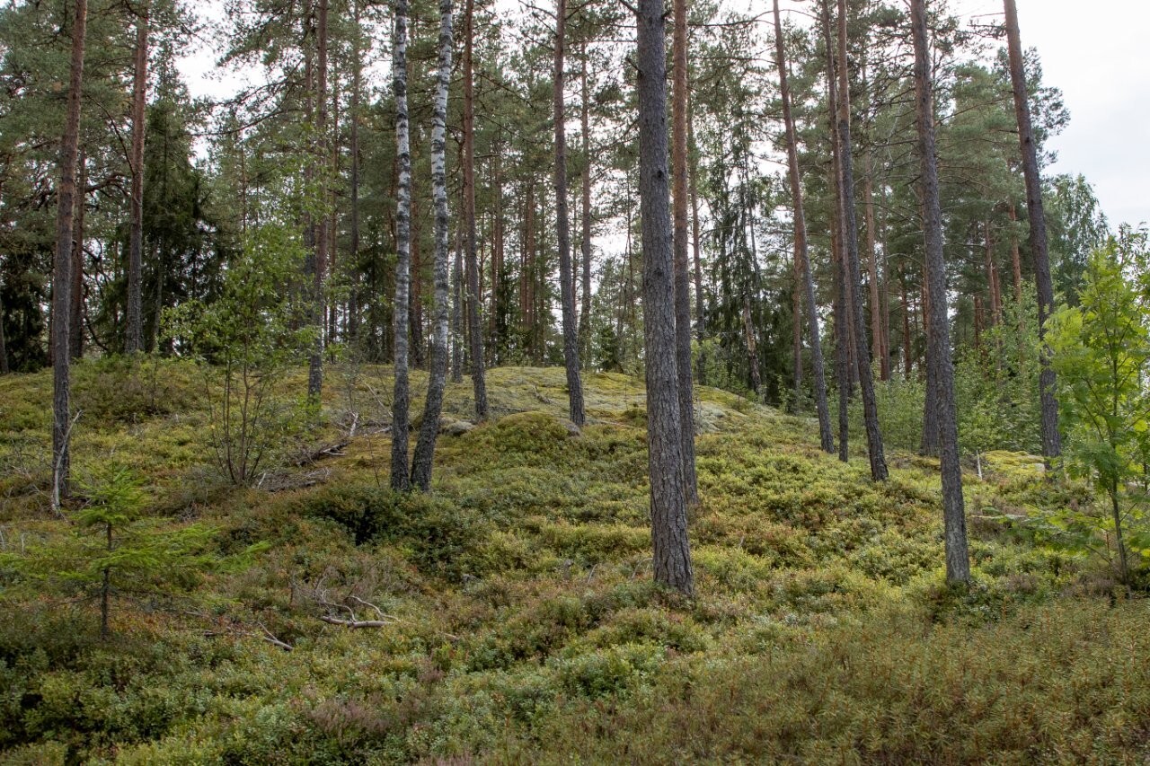 Kumpuilevan kallioinen mäntymetsä.