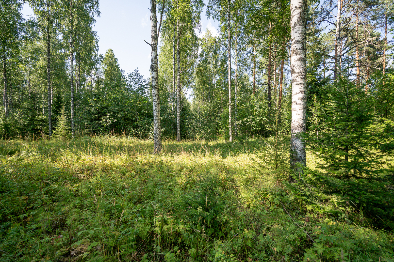 Heinikkoisessa maastossa kasvaa kuusia ja koivuja.