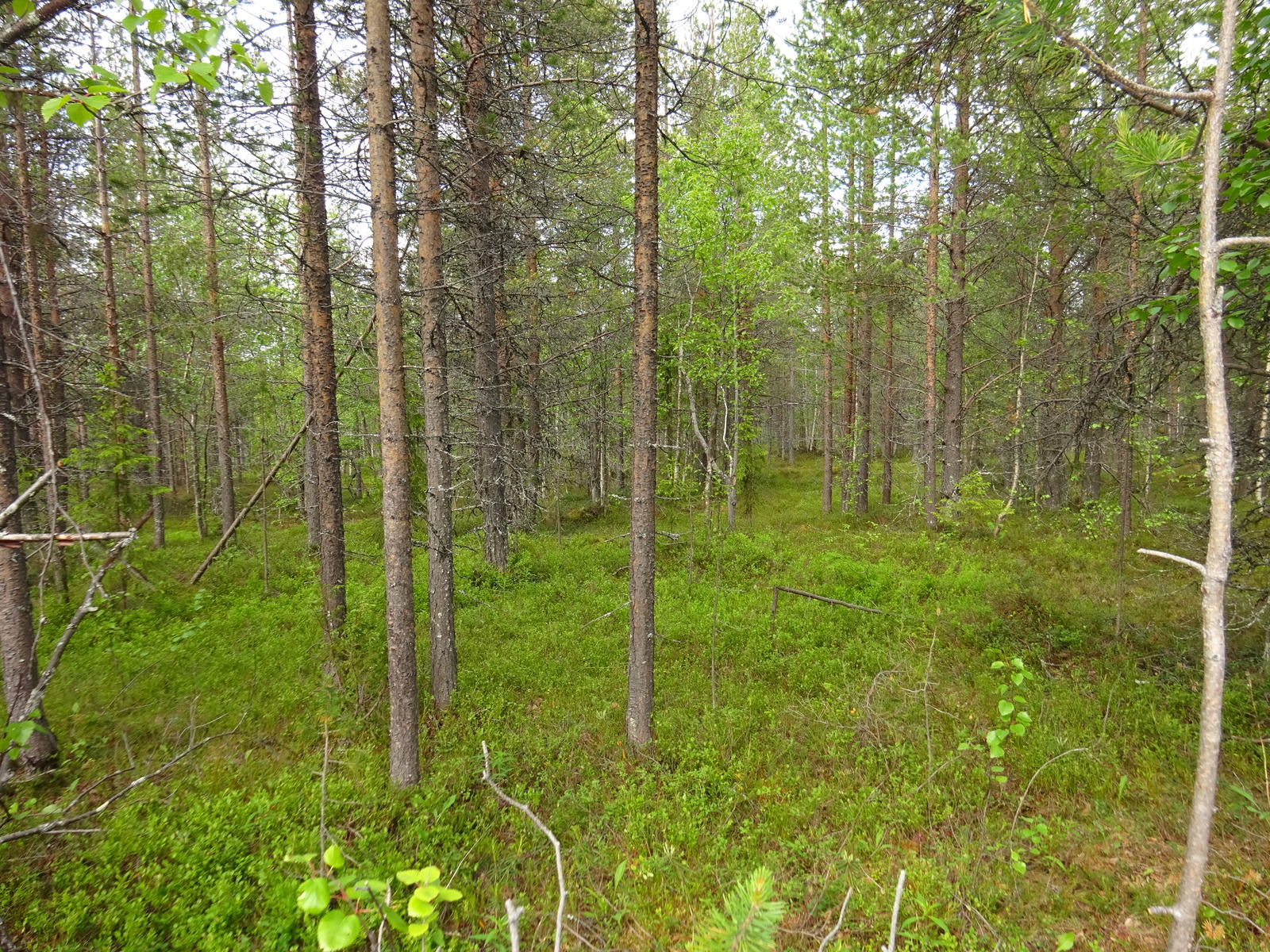 Kesäisessä sekametsässä kasvaa mäntyjä ja koivuja.