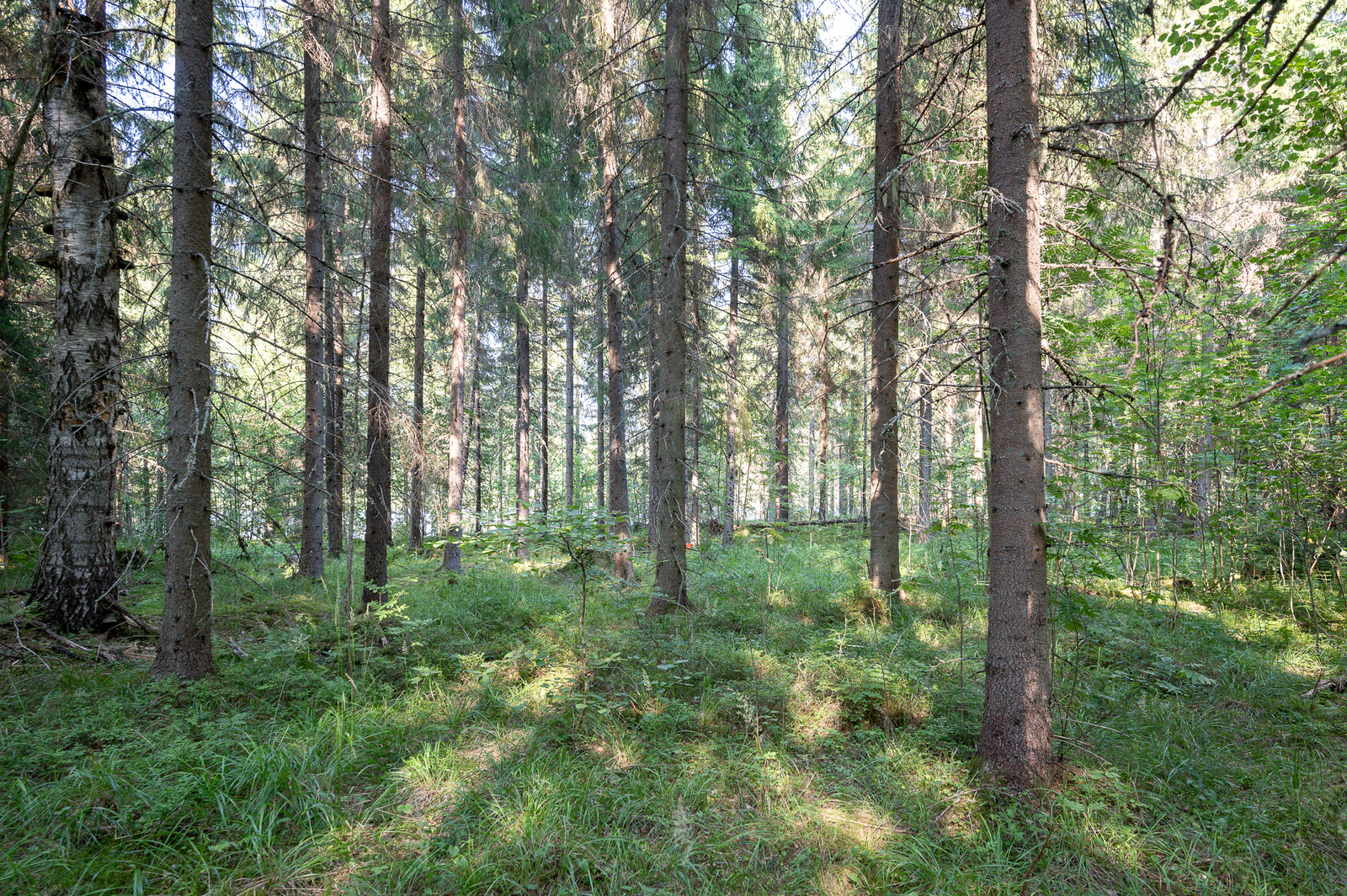 Aurinkoinen kuusivaltainen metsä.