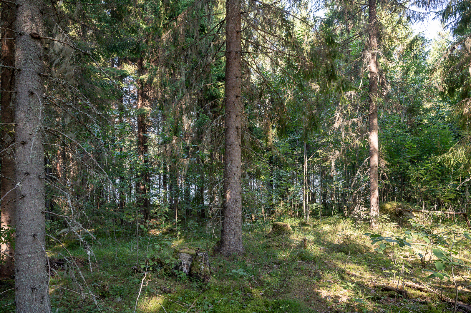 Aurinkoinen kuusivaltainen metsä.