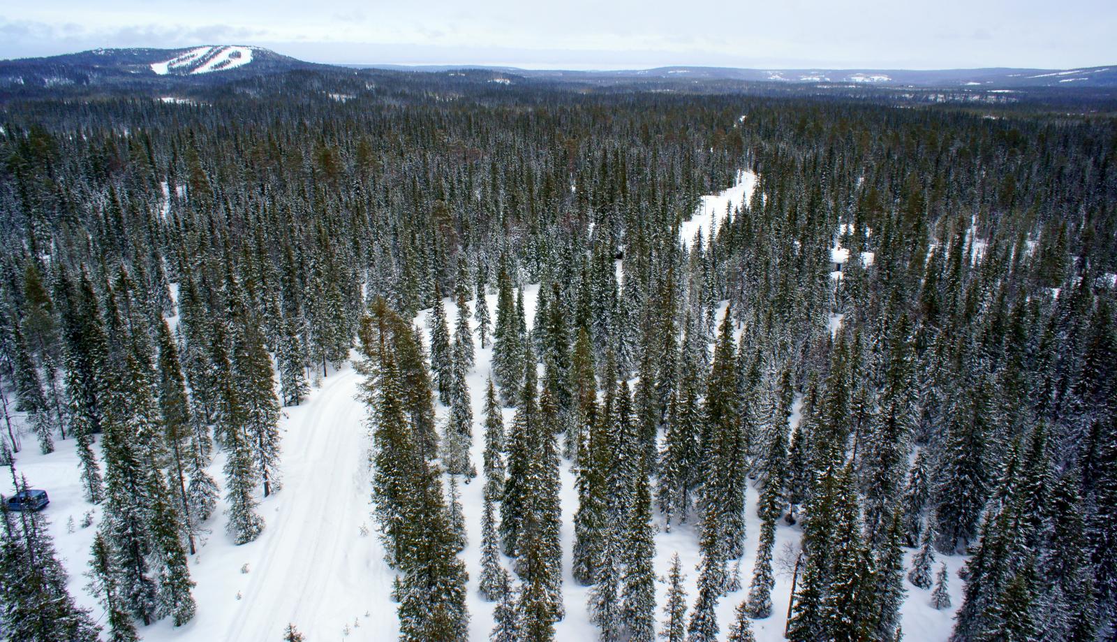 Hoidettu talvipolku kulkee lumipeitteisessä metsässä. Taustalla kohoaa laskettelurinteet. Ilmakuva.