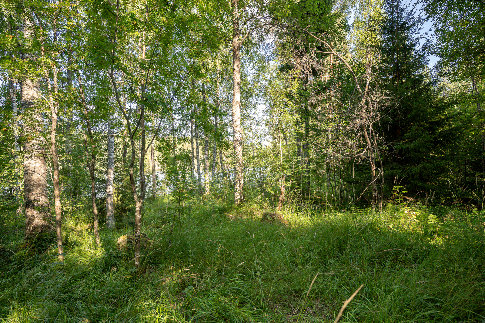Heinikkoisessa maastossa kasvaa kuusia ja koivuja.