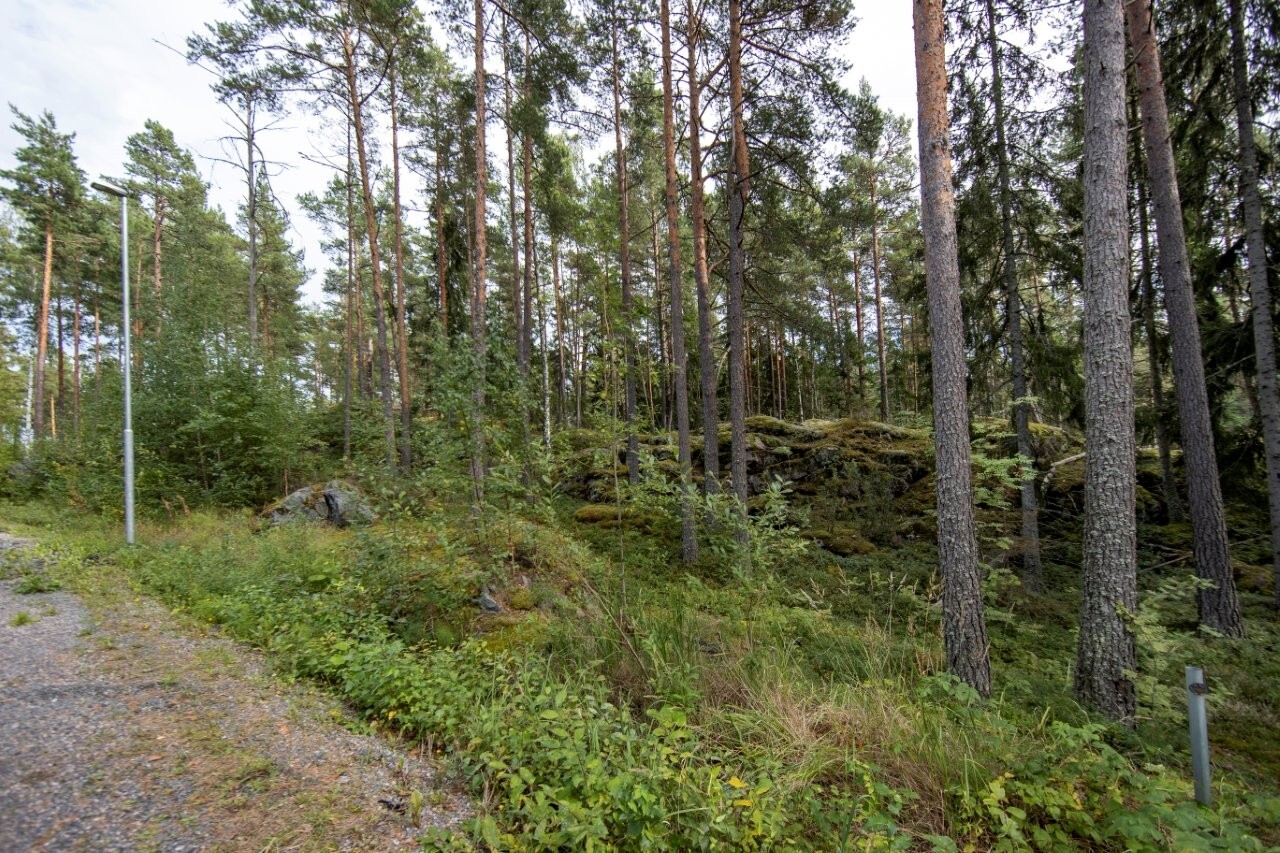 Ylämäkeen nousevan tien laidasta alkaa  laidasta alkaa kumpuilevan kallioinen mäntymetsä.