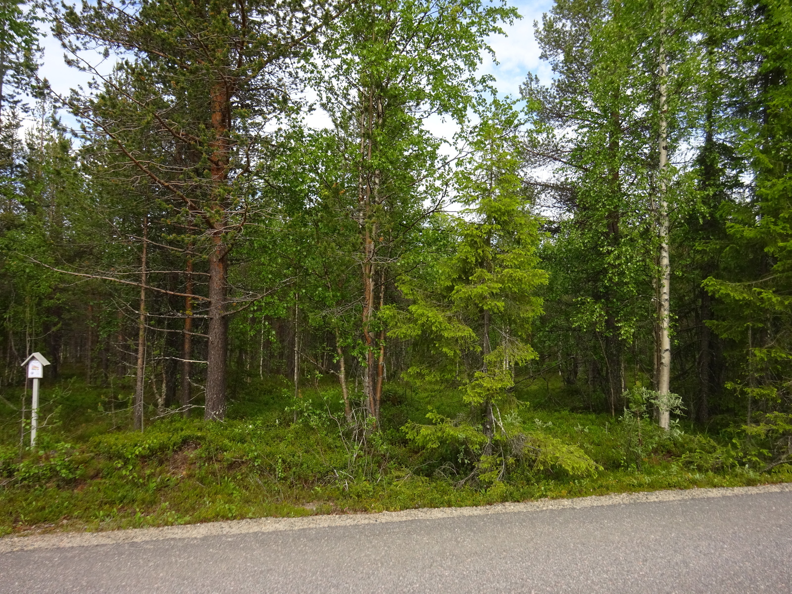 Asfaltoitua tietä reunustaa kesäinen sekametsä. Etuvasemmalla on tonttikyltti.