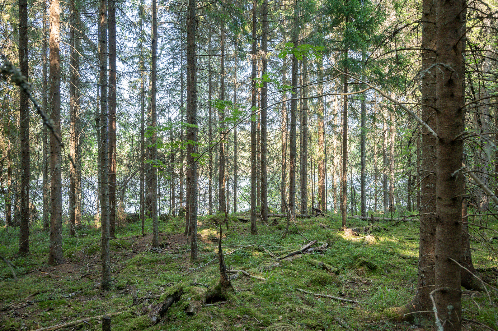Aurinko paistaa kuusivaltaiseen metsään, puiden takaa pilkistää järvi.