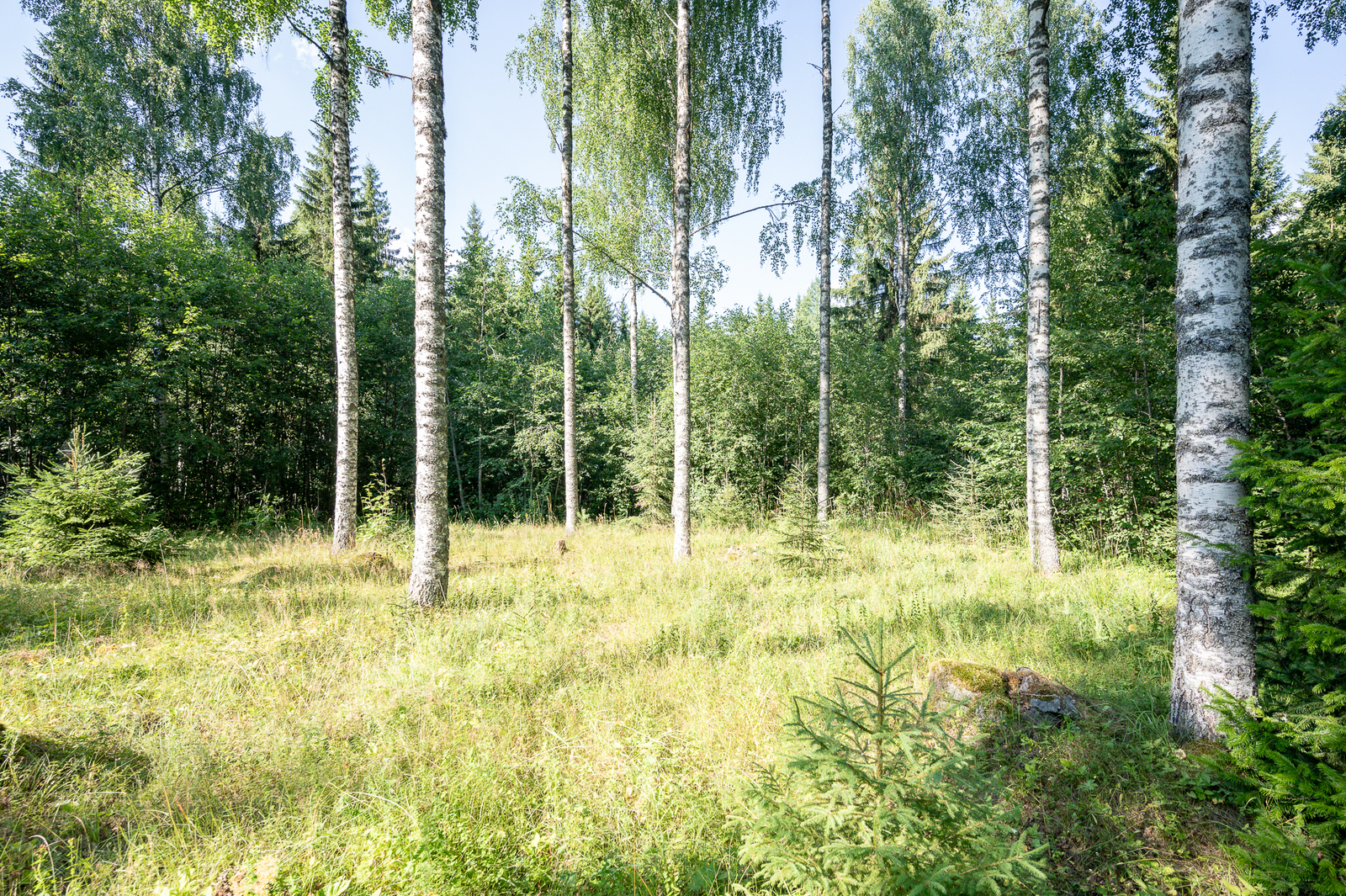 Aurinko paistaa heinikkoon, jossa kasvaa koivuja.