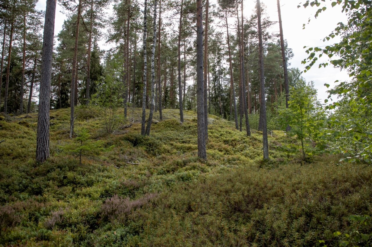 Kumpuilevan kallioinen mäntymetsä.