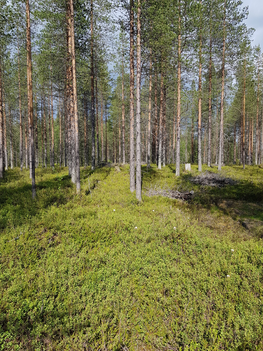 Aurinko paistaa puuttomalle alueelle avaran mäntymetsän edustalla. Suopursut kukkivat.