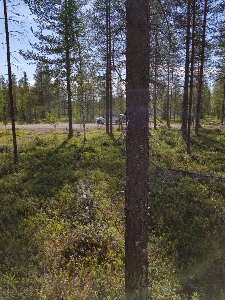 Avaran mäntymetsän takana kulkee tie, jonka reunalla on pysäköity auto.
