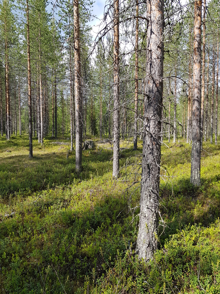 Aurinko paistaa avaraan mäntyvaltaiseen metsään ja luo maahan puiden varjoja.