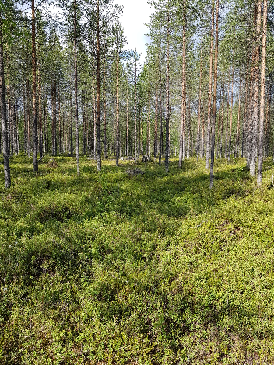 Aurinko paistaa puuttomalle alueelle avaran mäntyvaltaisen metsän edustalla.