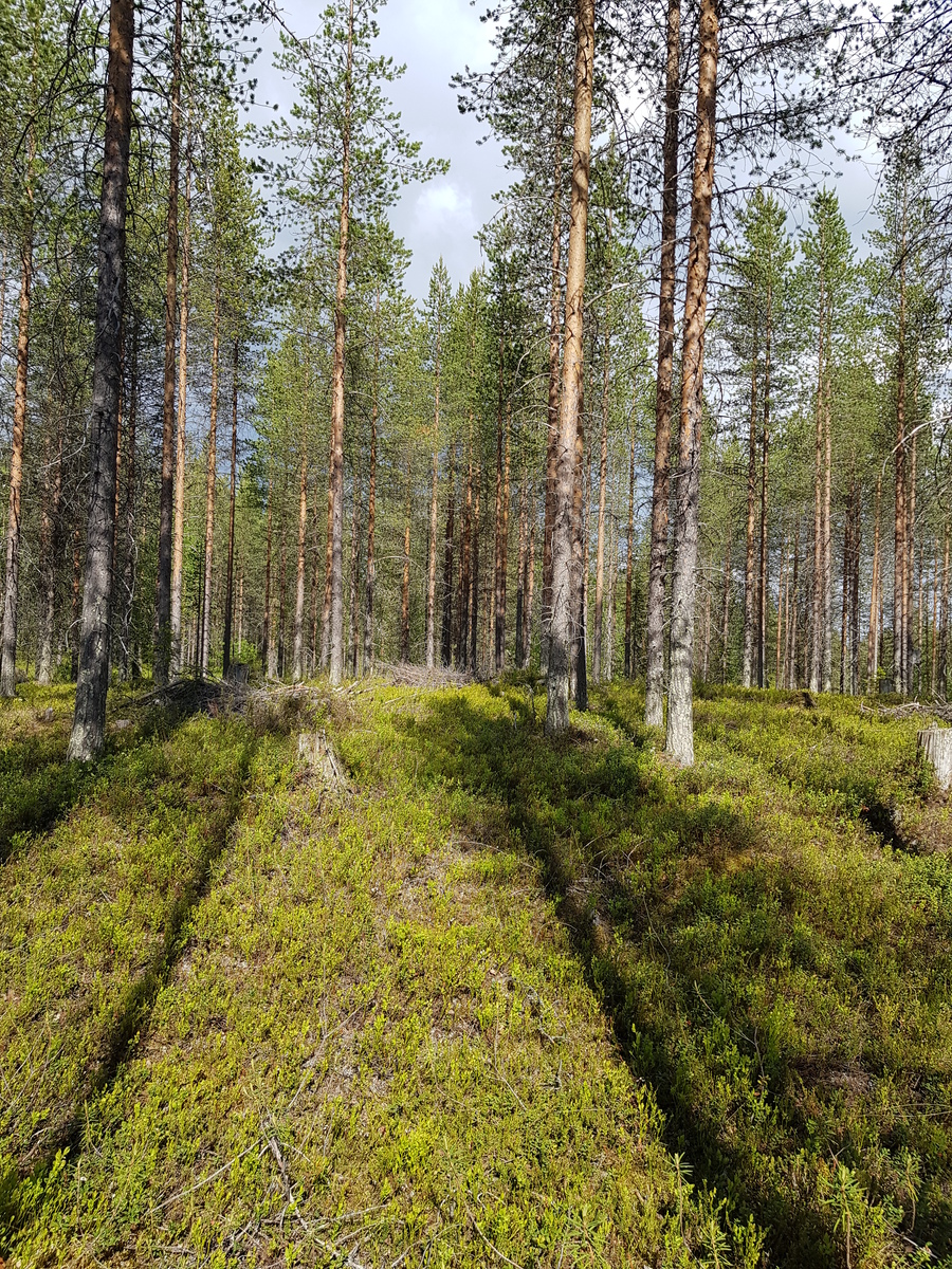 Aurinko paistaa avaraan mäntyvaltaiseen metsään ja luo maahan puiden varjoja.