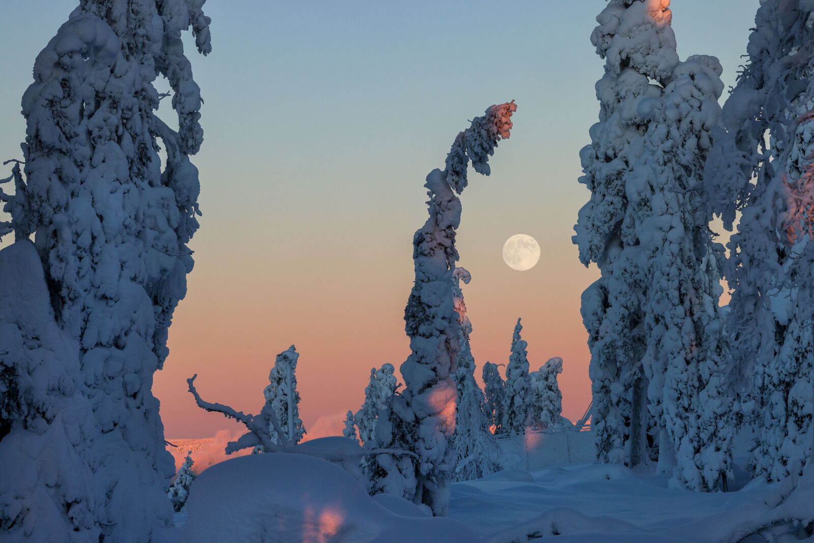 Täysikuu näkyy taivaalla tykkylumipuiden välistä. Maisemassa näkyy talvisen auringonlaskun väritys.