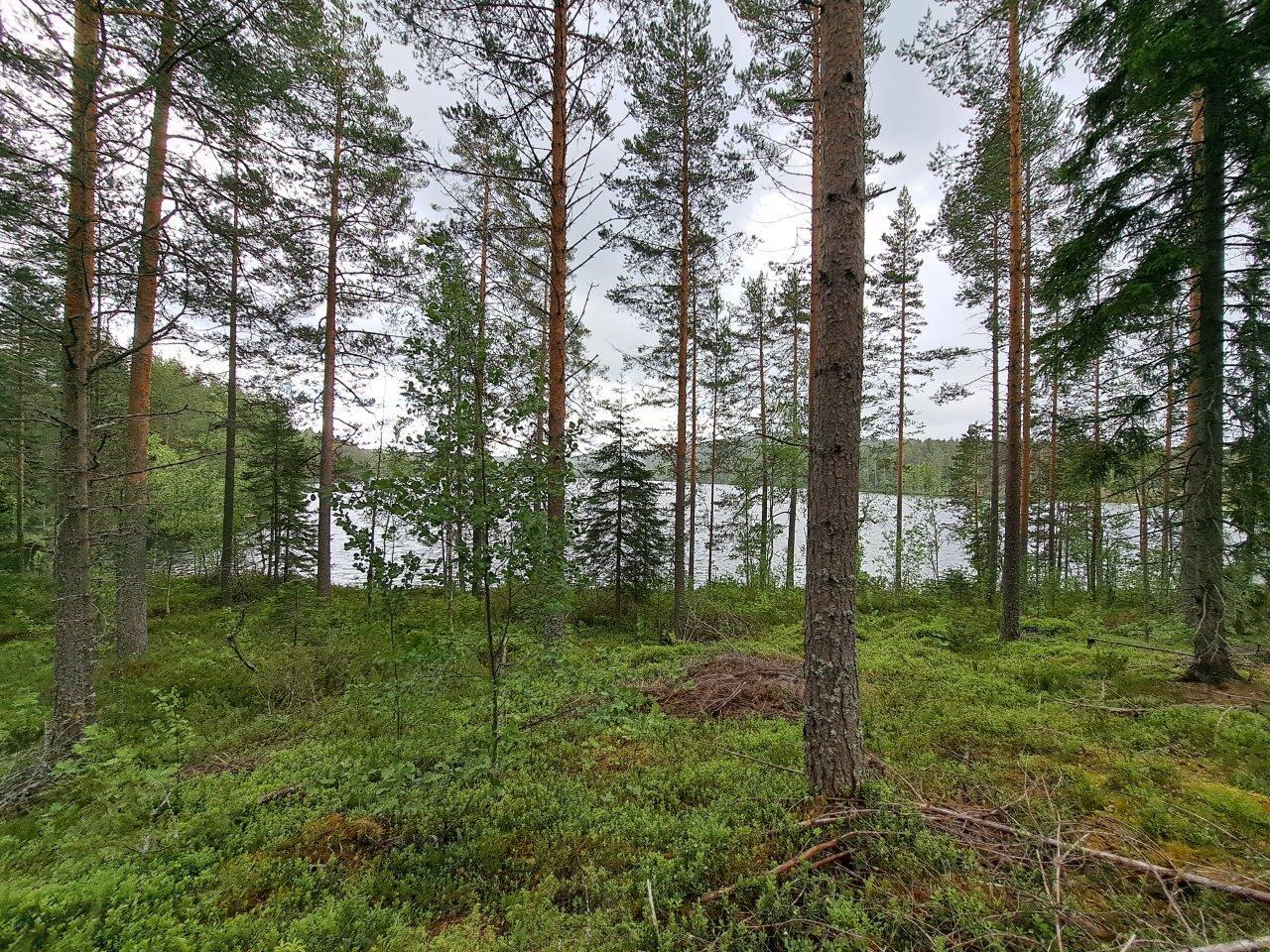 Hyvin harvennettua sekametsää, maassa on oksia ja varpuja, taustalla näkyy järvi.