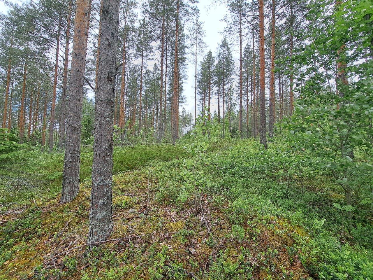 Mäntyvaltaista sekametsää, maassa näkyy sammalta ja varpuja.