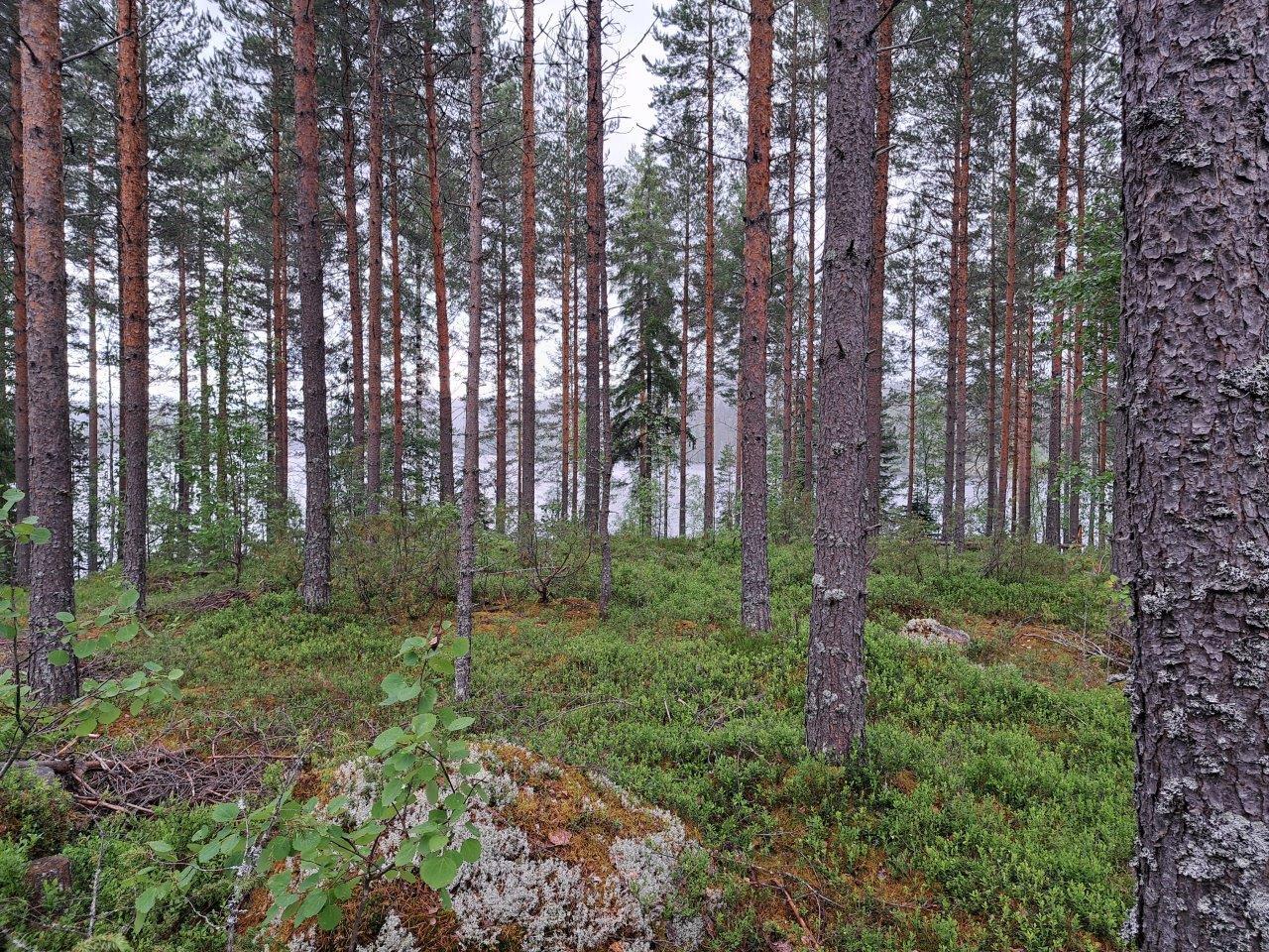 Mäntyvaltaista sekametsää järven läheisyydessä, maassa on kalliota ja varpuja.