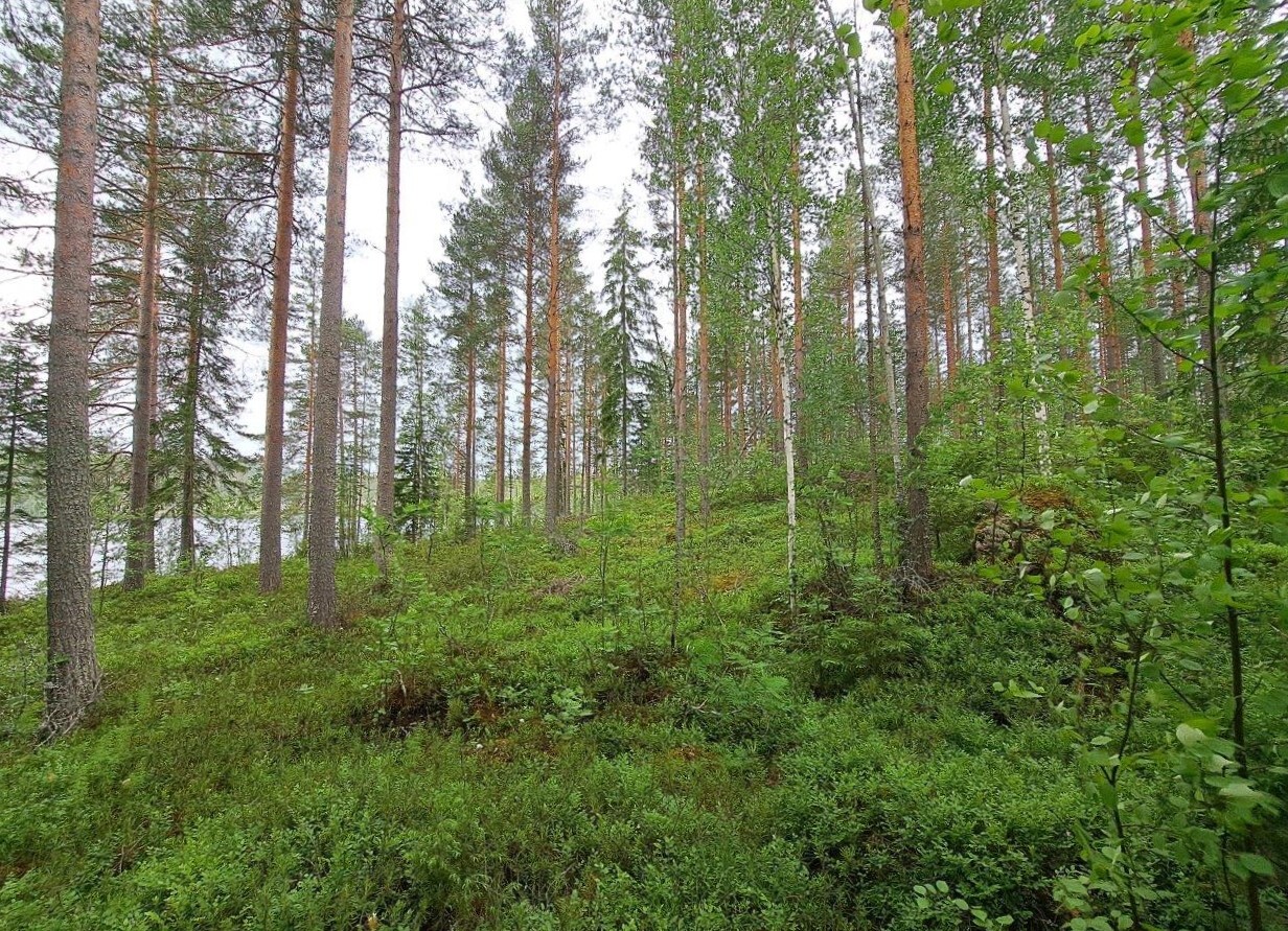 Sekametsää rannan tuntumassa, vasemmalla pilkistää järvi.