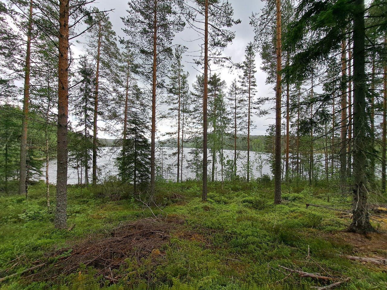 Hyvin harvennettua sekametsää, maassa on oksia ja varpuja, taustalla näkyy järvi.