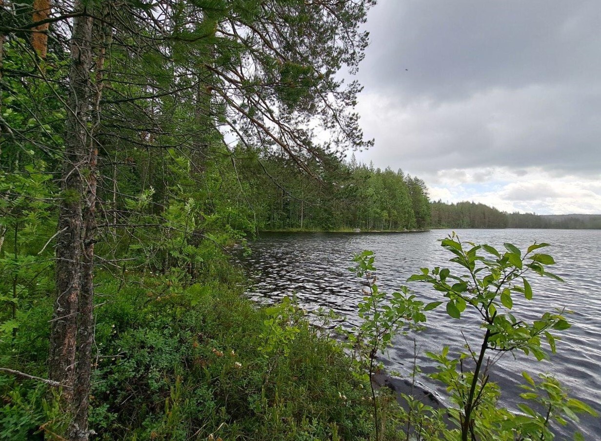 Harmaita sadepilviä taivaalla järven yllä, mantereen puolella kasvaa mäntyjä ja varpuja.