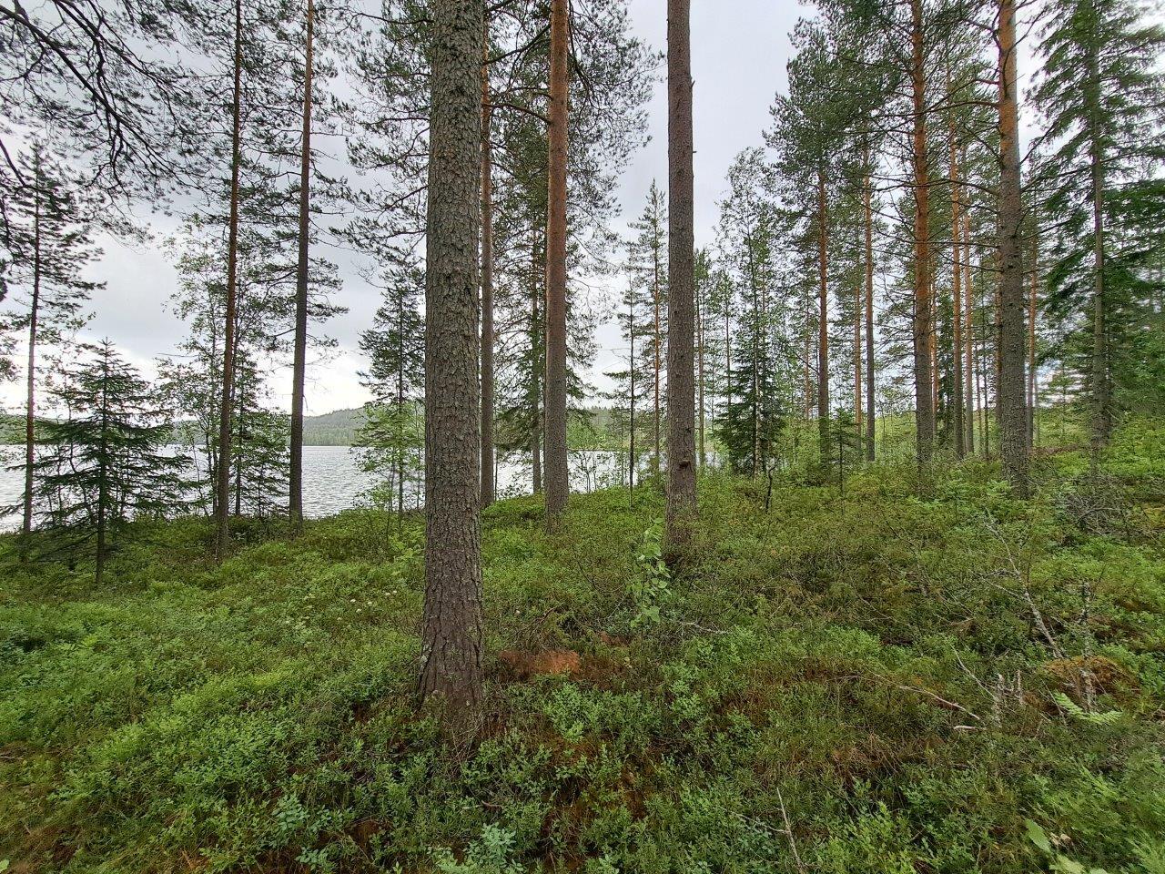 Hyvin harvennettua sekametsää, maassa on varpuja, taustalla näkyy järvi.