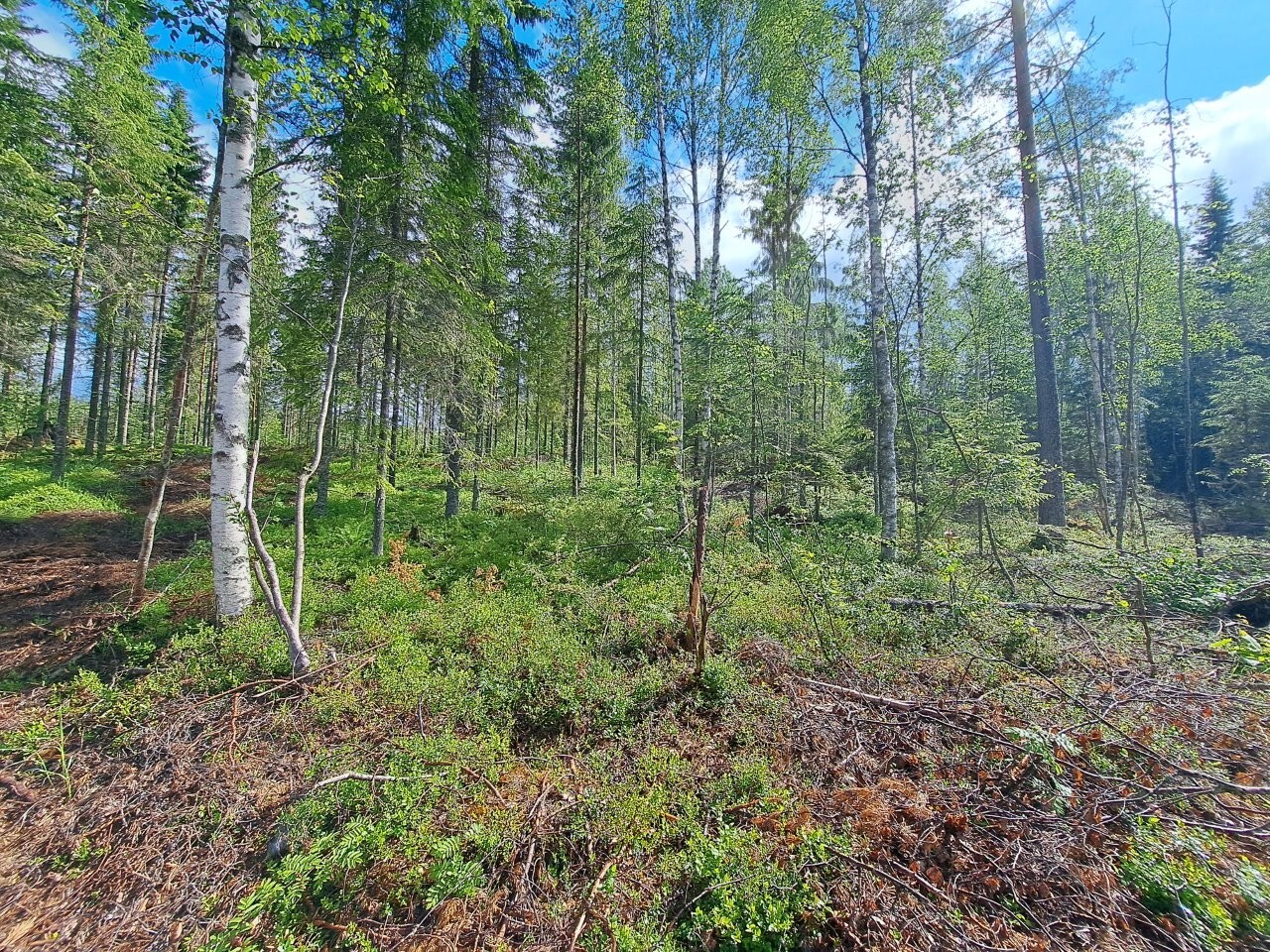 Aurinkoinen sekametsä, sininen taivas pilkottaa puiden latvojen yllä, maassa kasvaa varpuja.