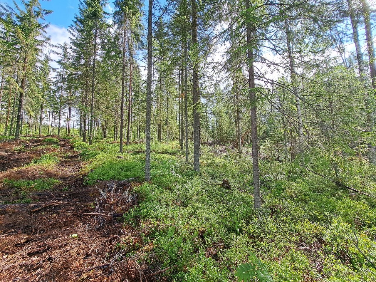 Kuusivaltaiseen sekametsään paistaa aurinko, sininen taivas pilkottaa puiden latvojen yllä.