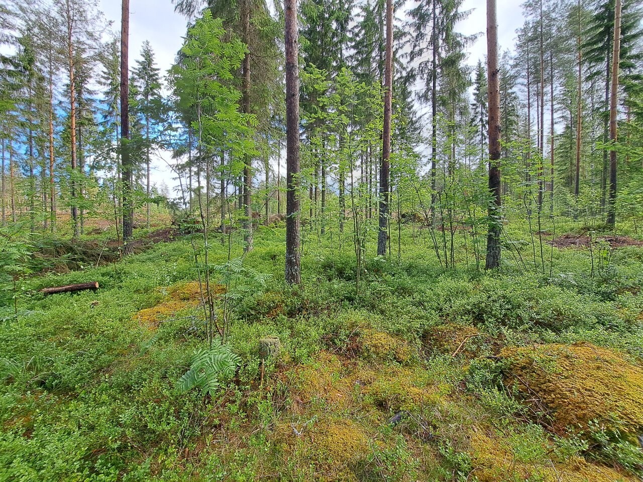 Kuusivaltaista sekametsää, sininen taivas pilkottaa puiden latvojen yllä, maassa kasvaa varpuja.