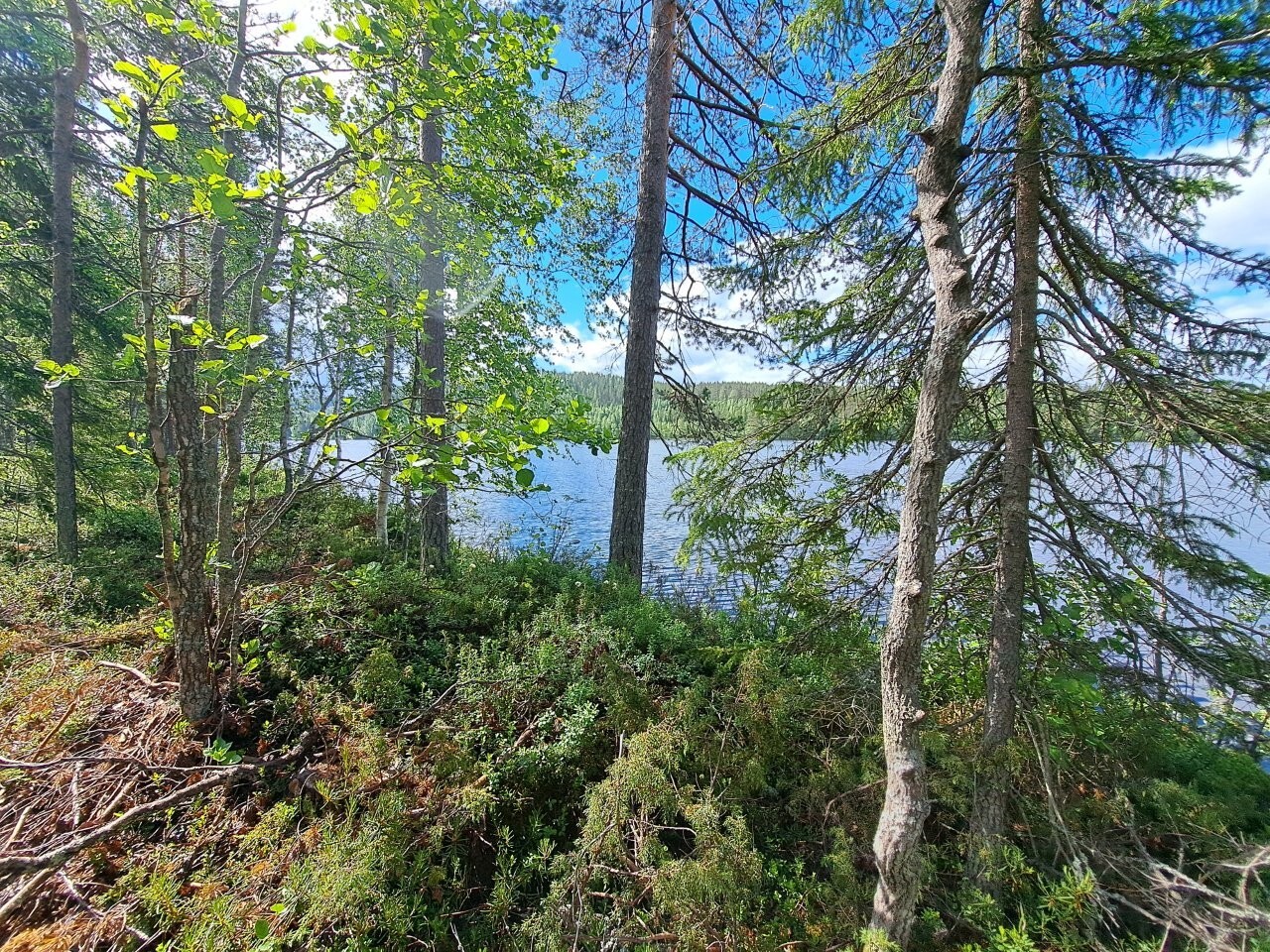 Rannalla kasvaa puita, taivas on sininen ja aurinko paistaa.