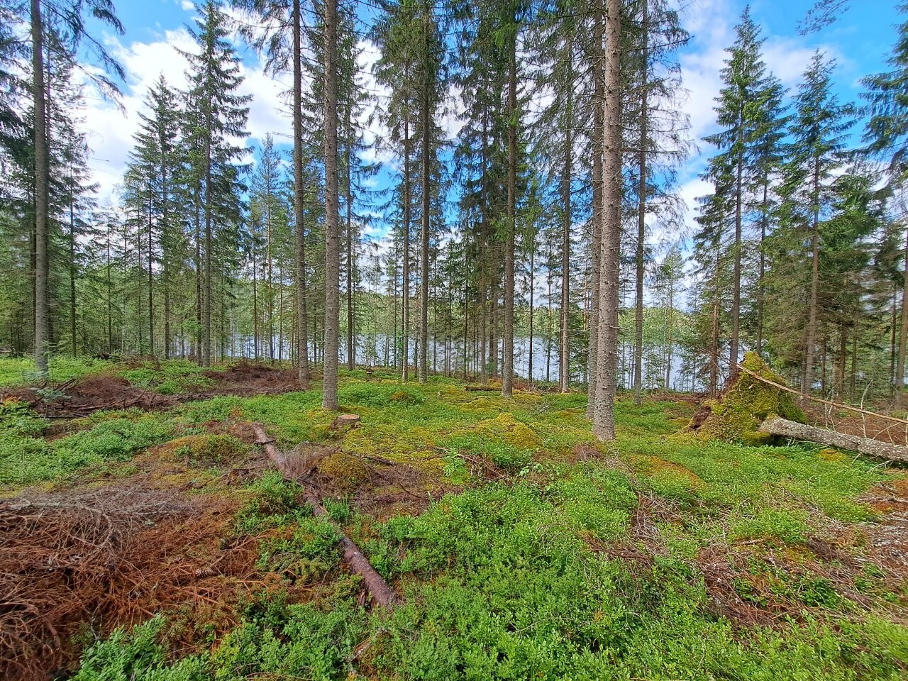 Kuusivaltaista sekametsää, sininen taivas pilkottaa puiden latvojen yllä, maassa kasvaa varpuja.