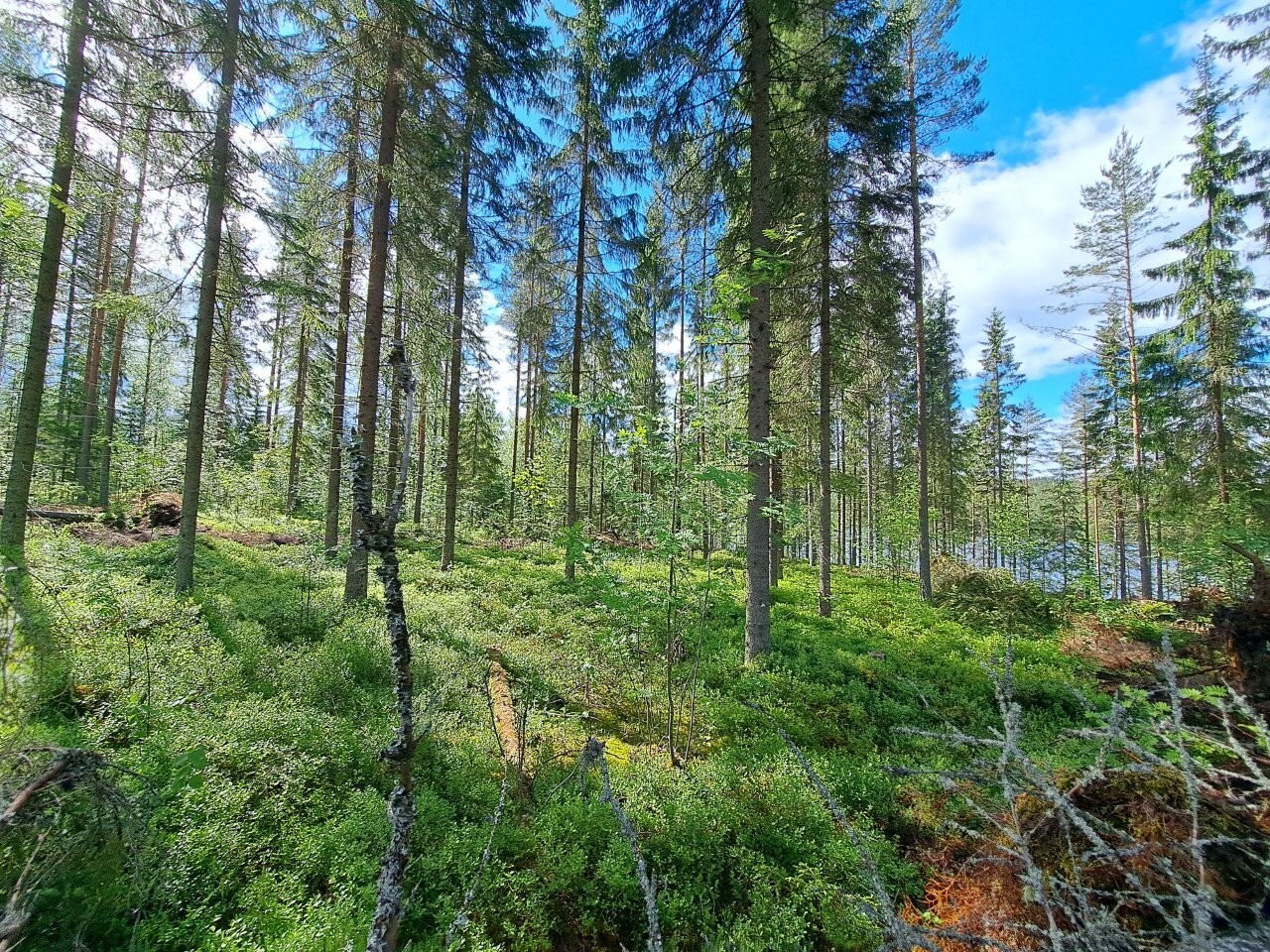 Kuusivaltaiseen sekametsään paistaa aurinko, sininen taivas pilkottaa puiden latvojen yllä.